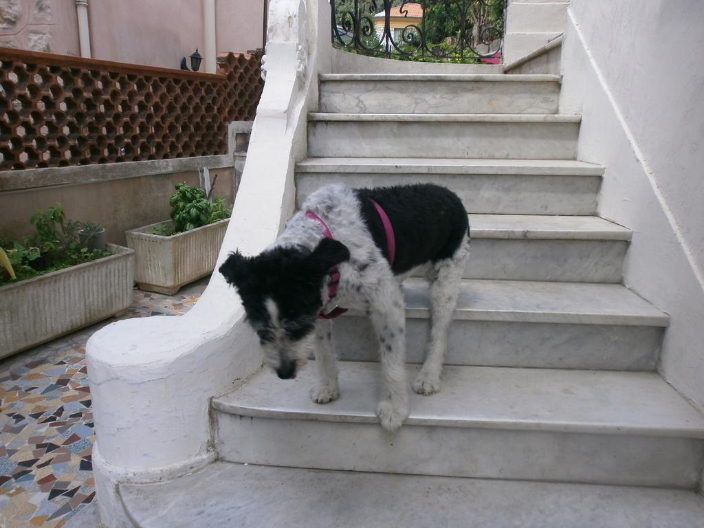 Villa Saphir Niza Exterior foto